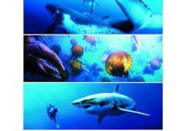 Oceanos