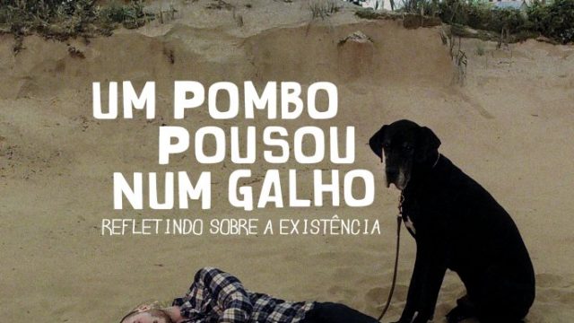 Um Pombo Pousou Num Galho Refletindo Sobre a Existência