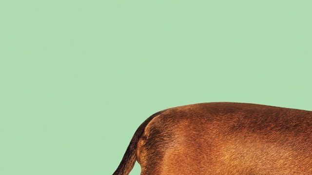 Wiener-Dog