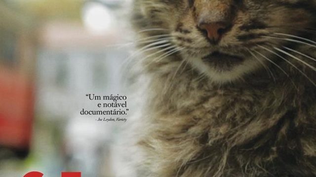 Crítica: Gatos