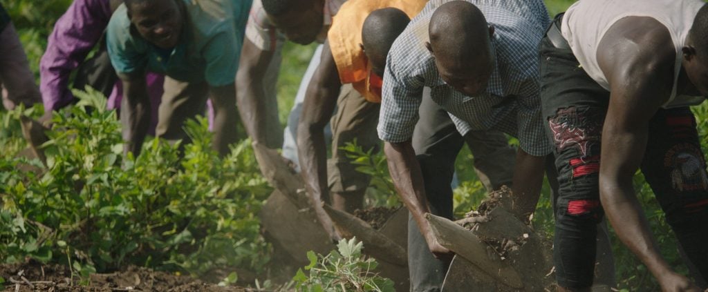 The great green wall