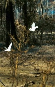 Amazonia Sociedade Anonima