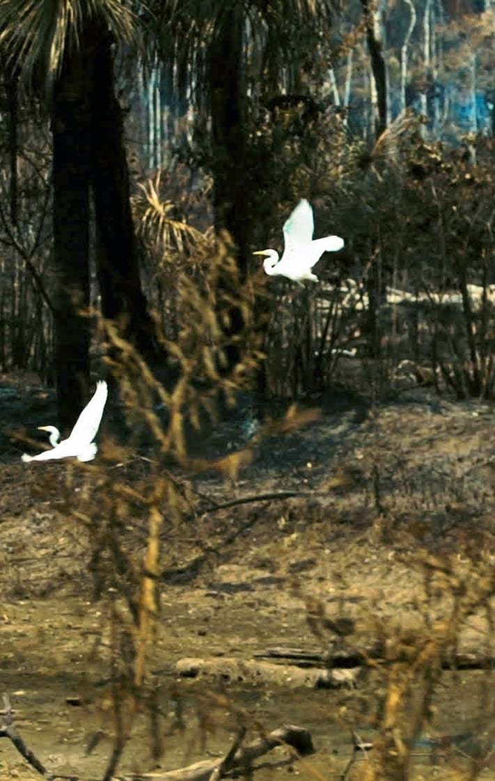 Amazonia Sociedade Anonima