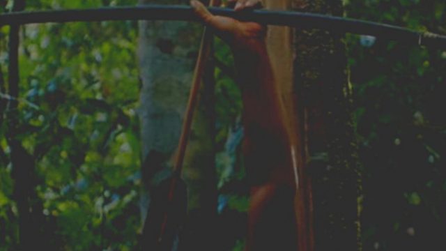 A Última Floresta